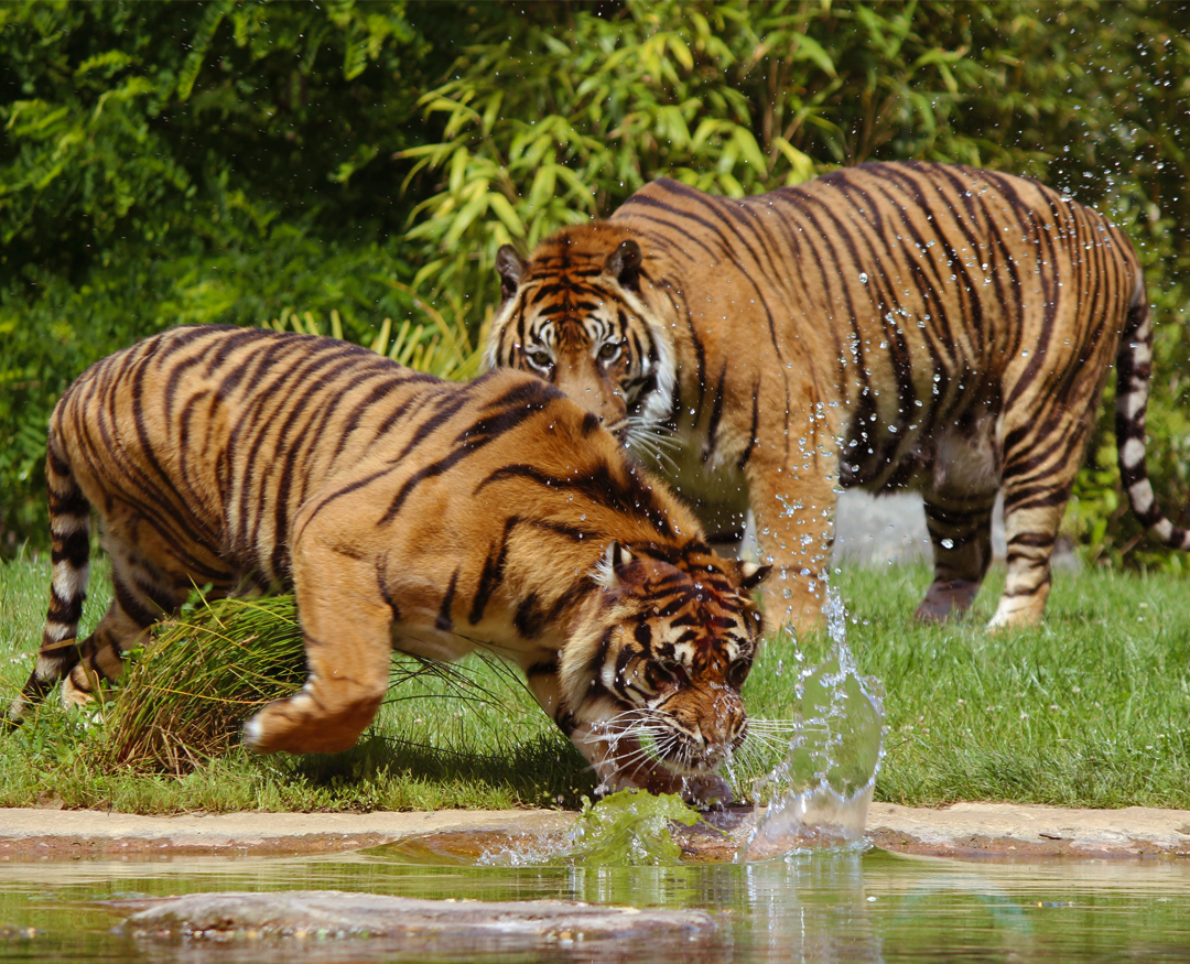 pench 2 Night 3 Days Tour Package